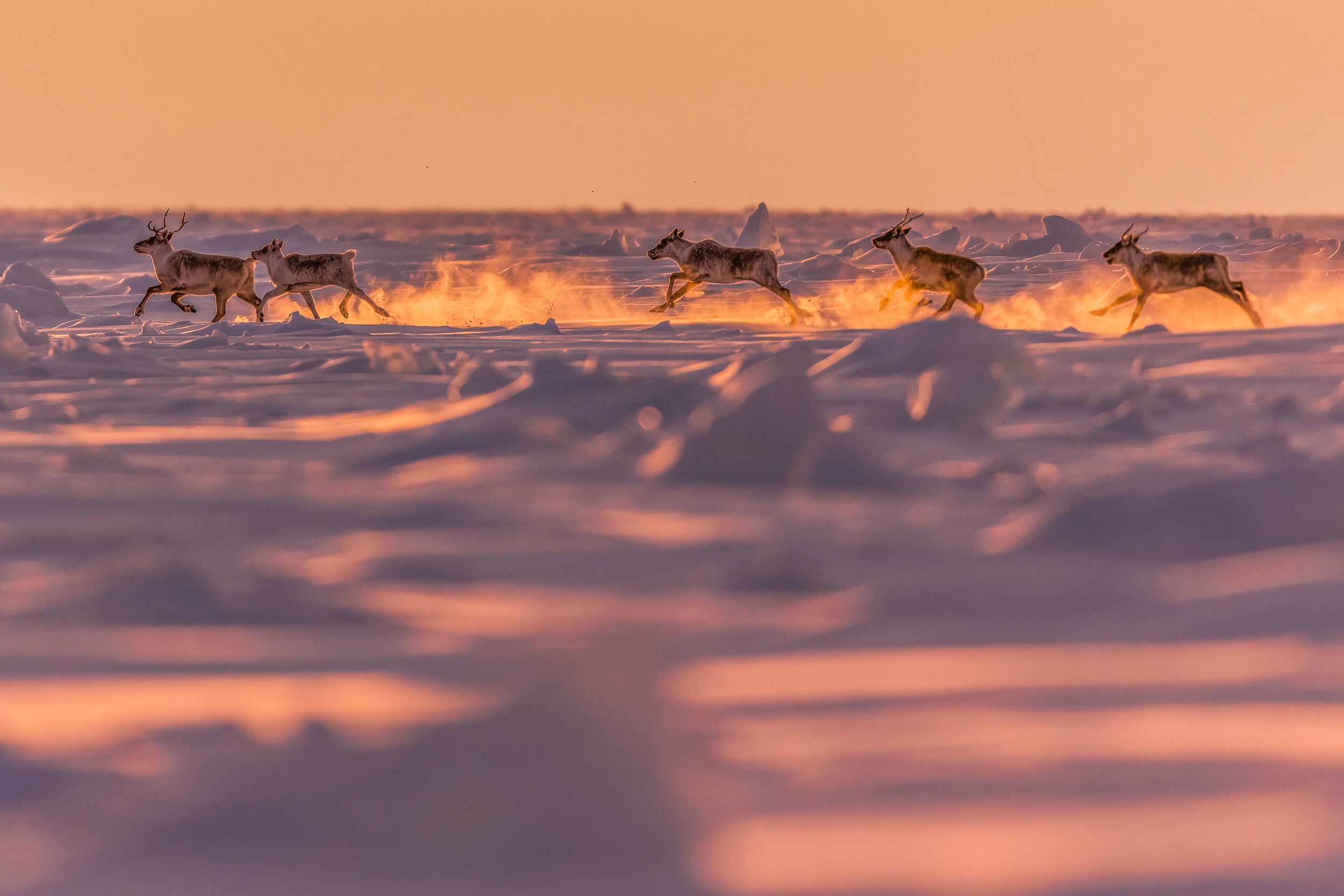 Migratory Caribou - Winter 042