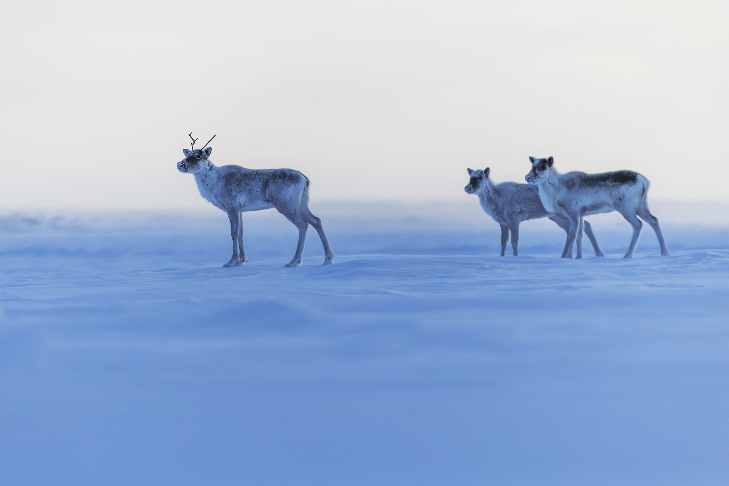 Migratory Caribou - Winter 043