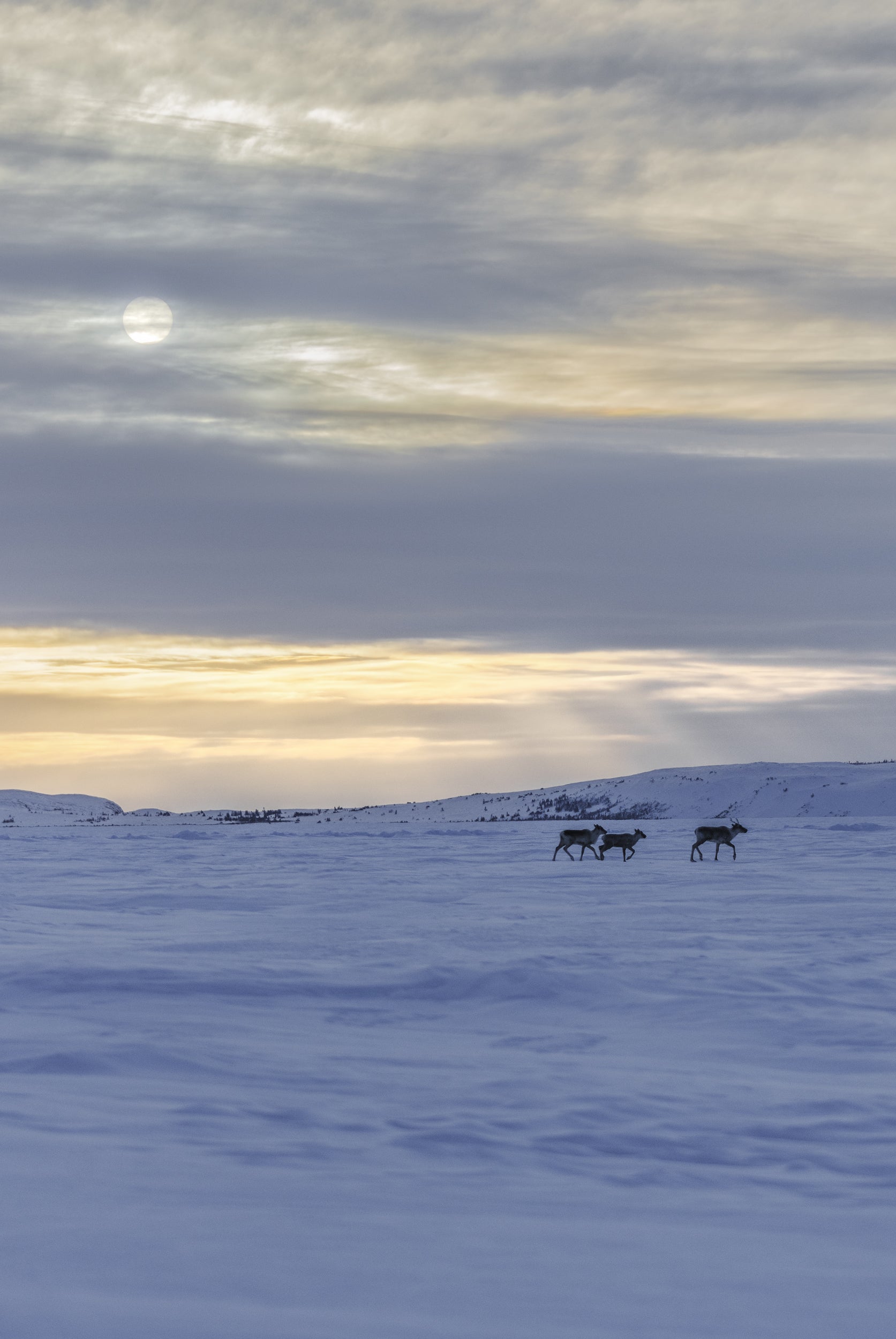 Caribou Tundra 44