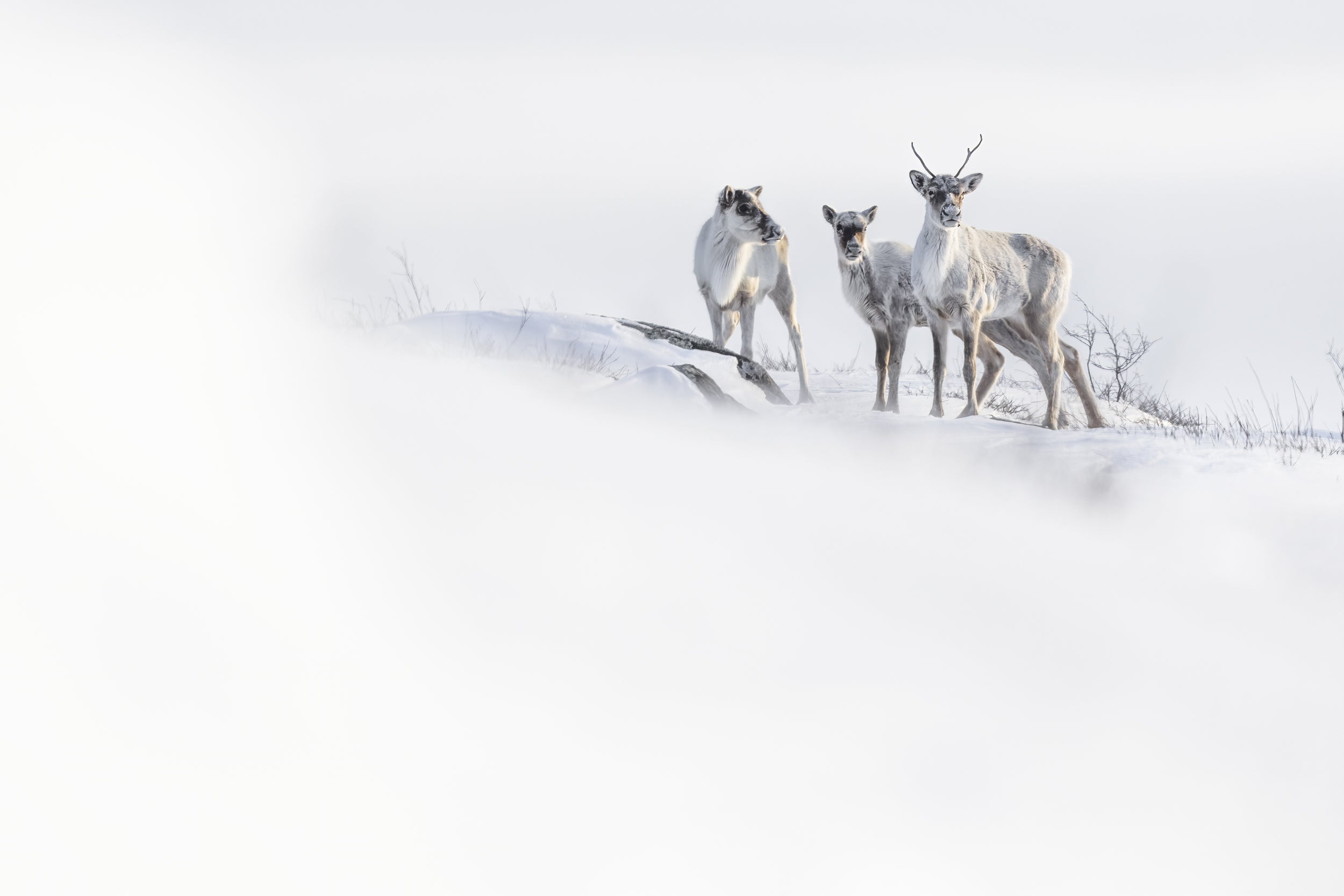 Migratory Caribou - Winter 045