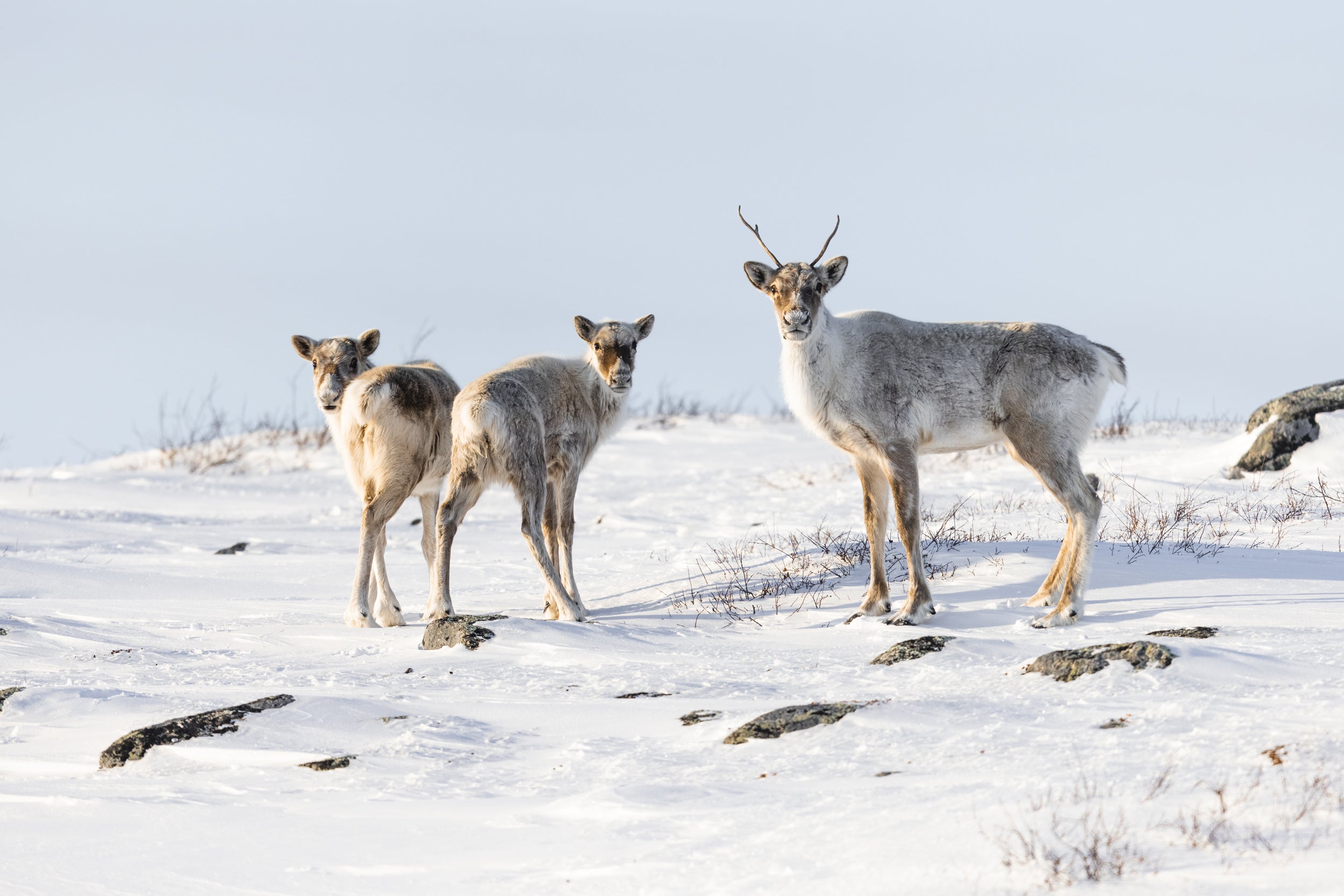 Migratory Caribou - Winter 046