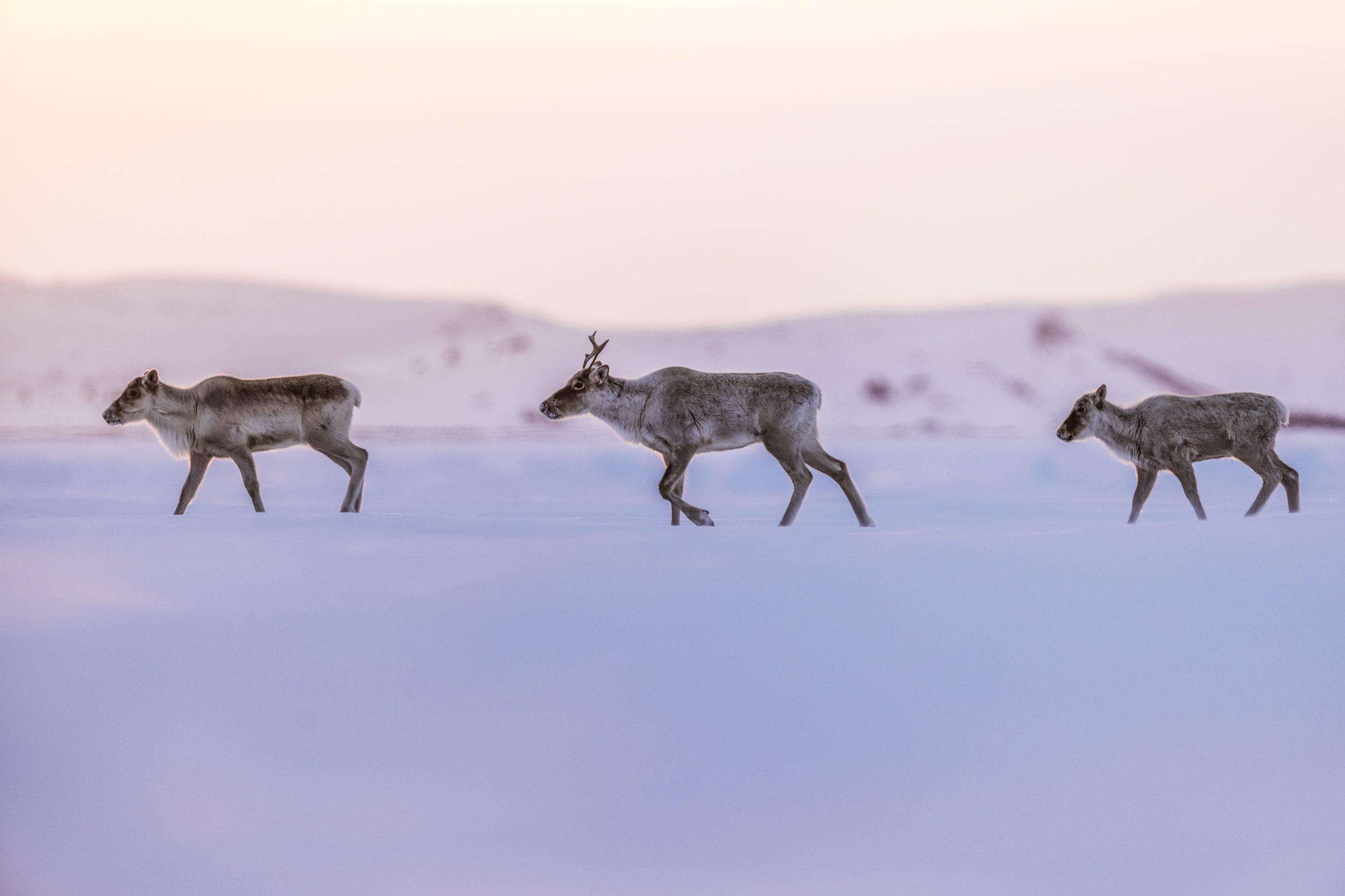Migratory Caribou - Winter 048