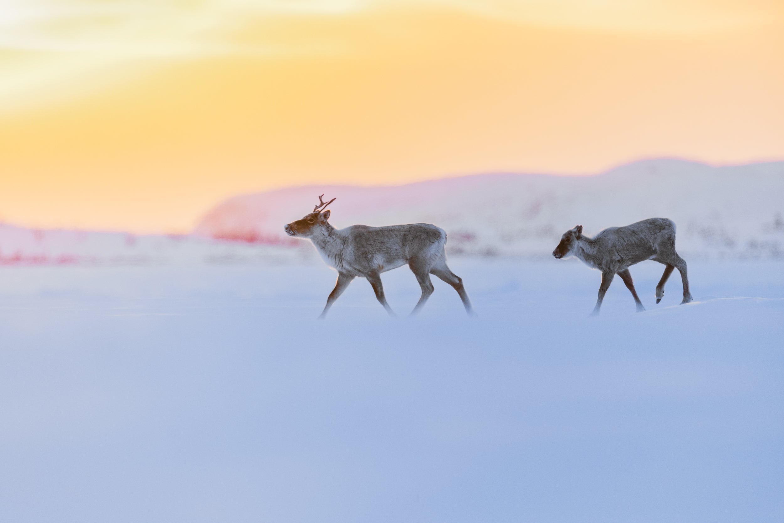 Caribou Tundra 51