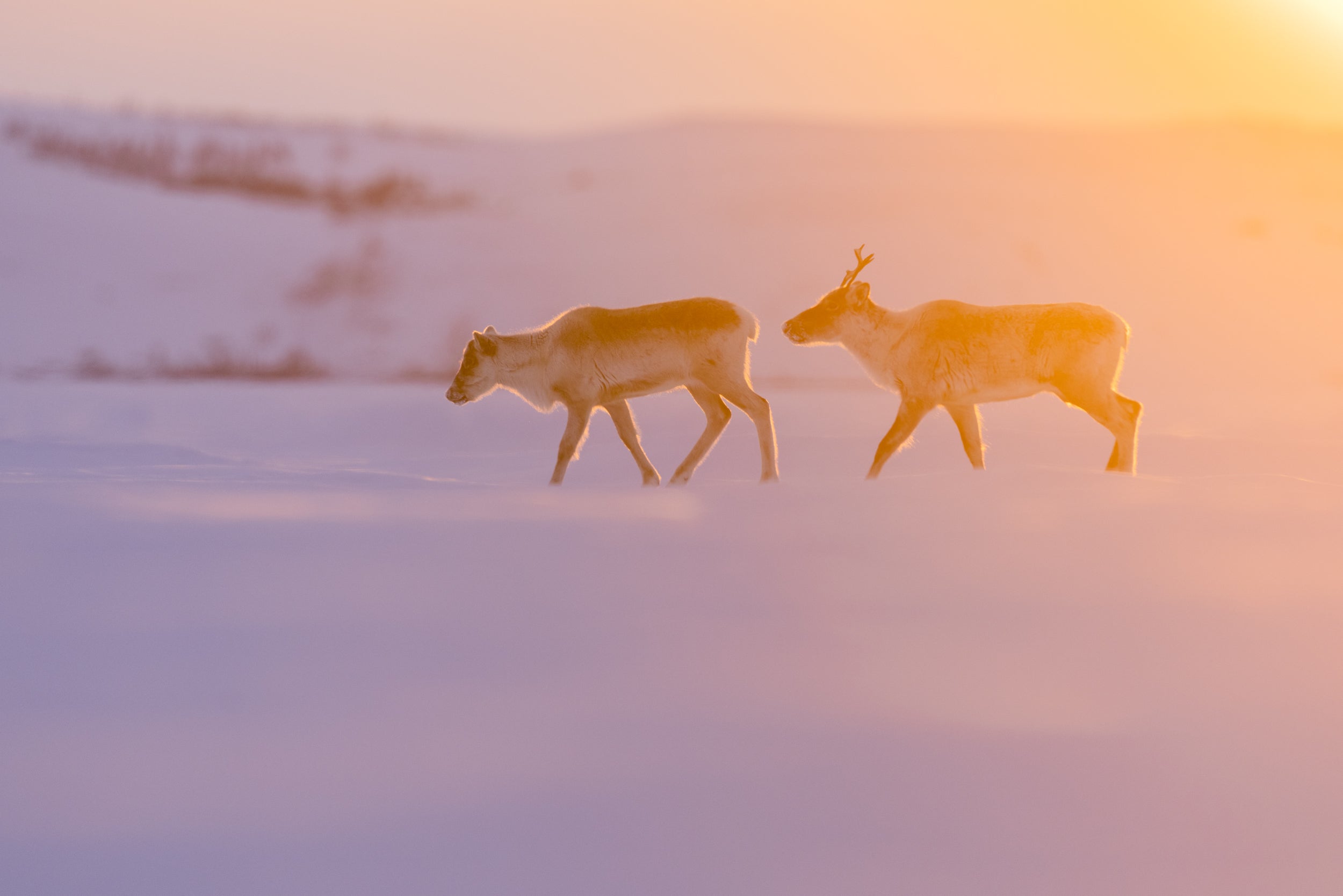 Migratory Caribou - Winter 052