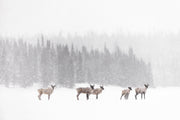 Migratory Caribou - Winter 057