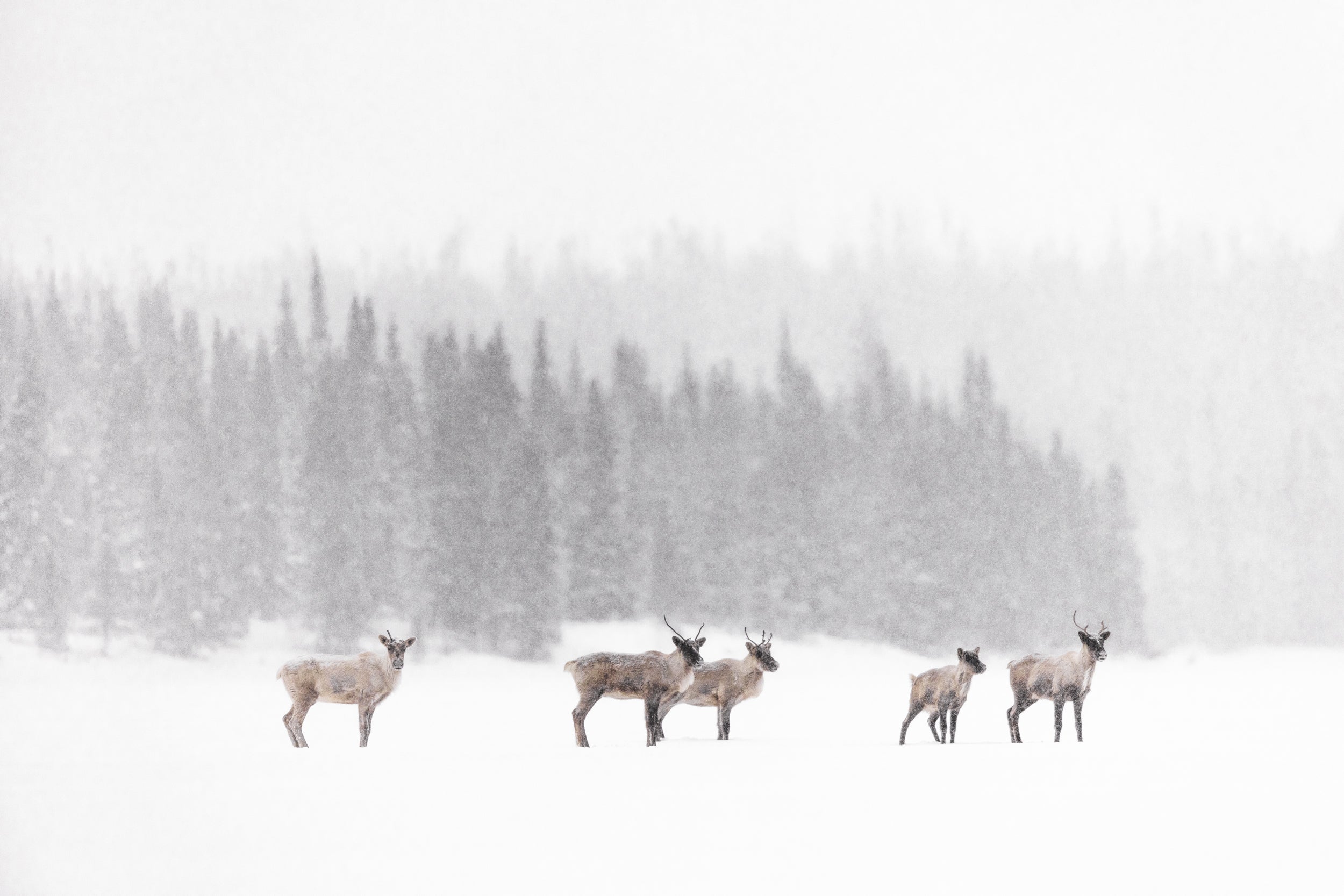 Migratory Caribou - Winter 057