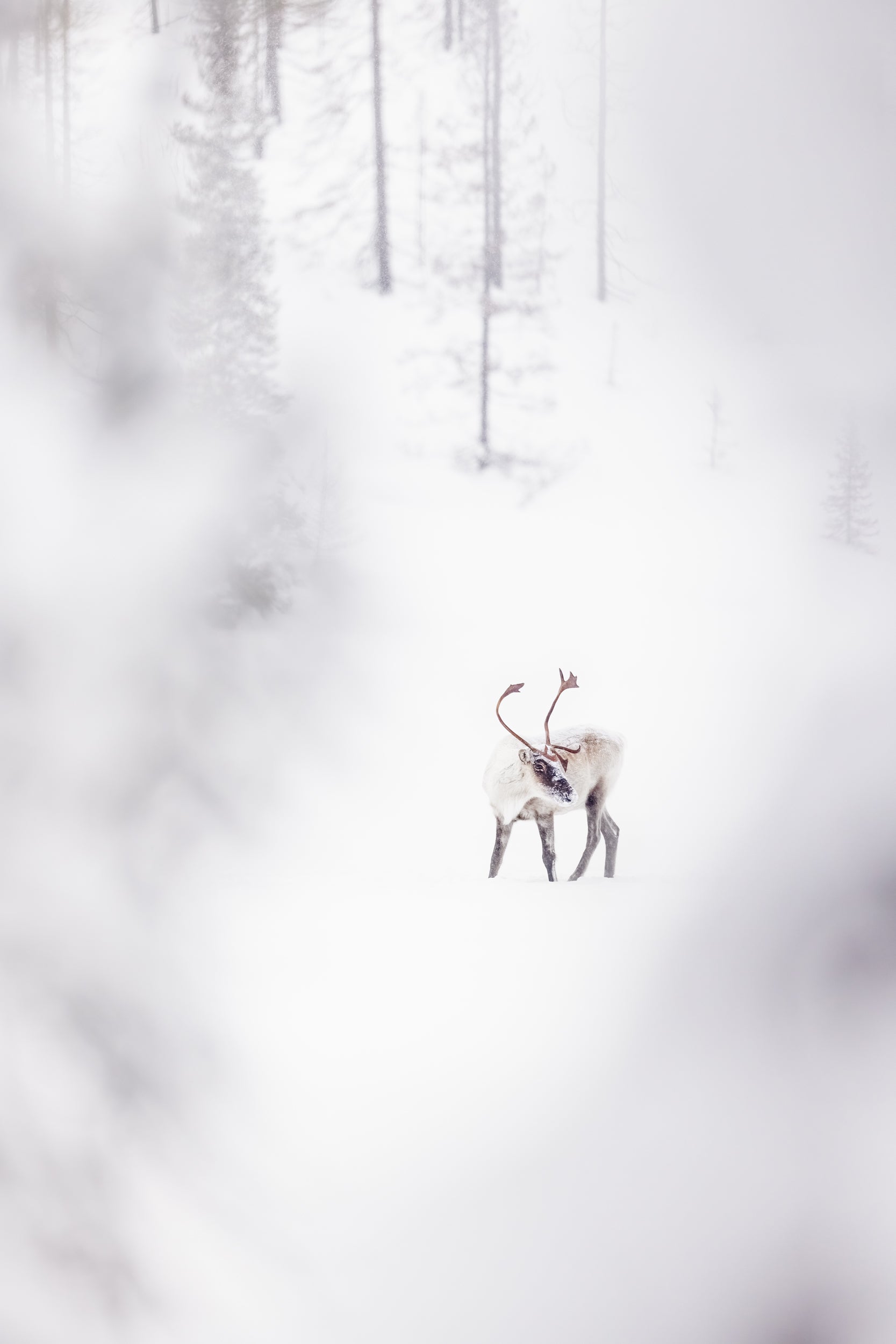 Migratory Caribou - Winter 058