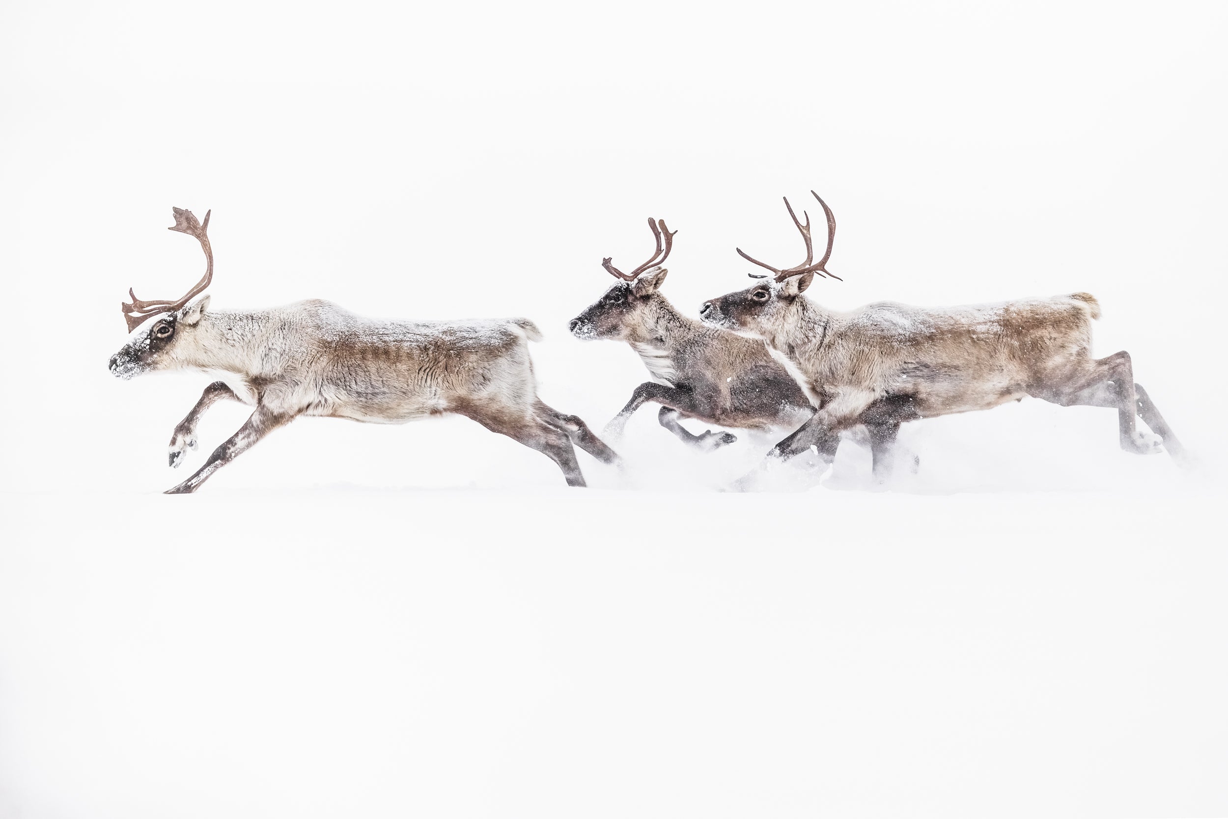 Caribou Tundra 60