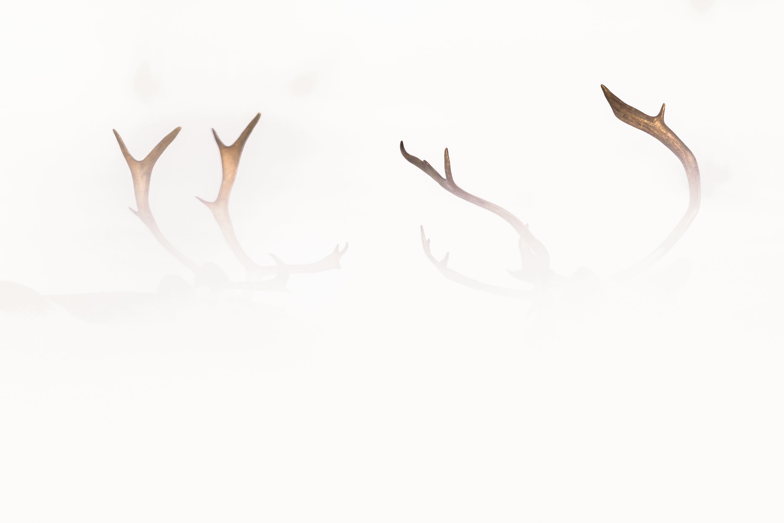 Migratory Caribou - Winter 069