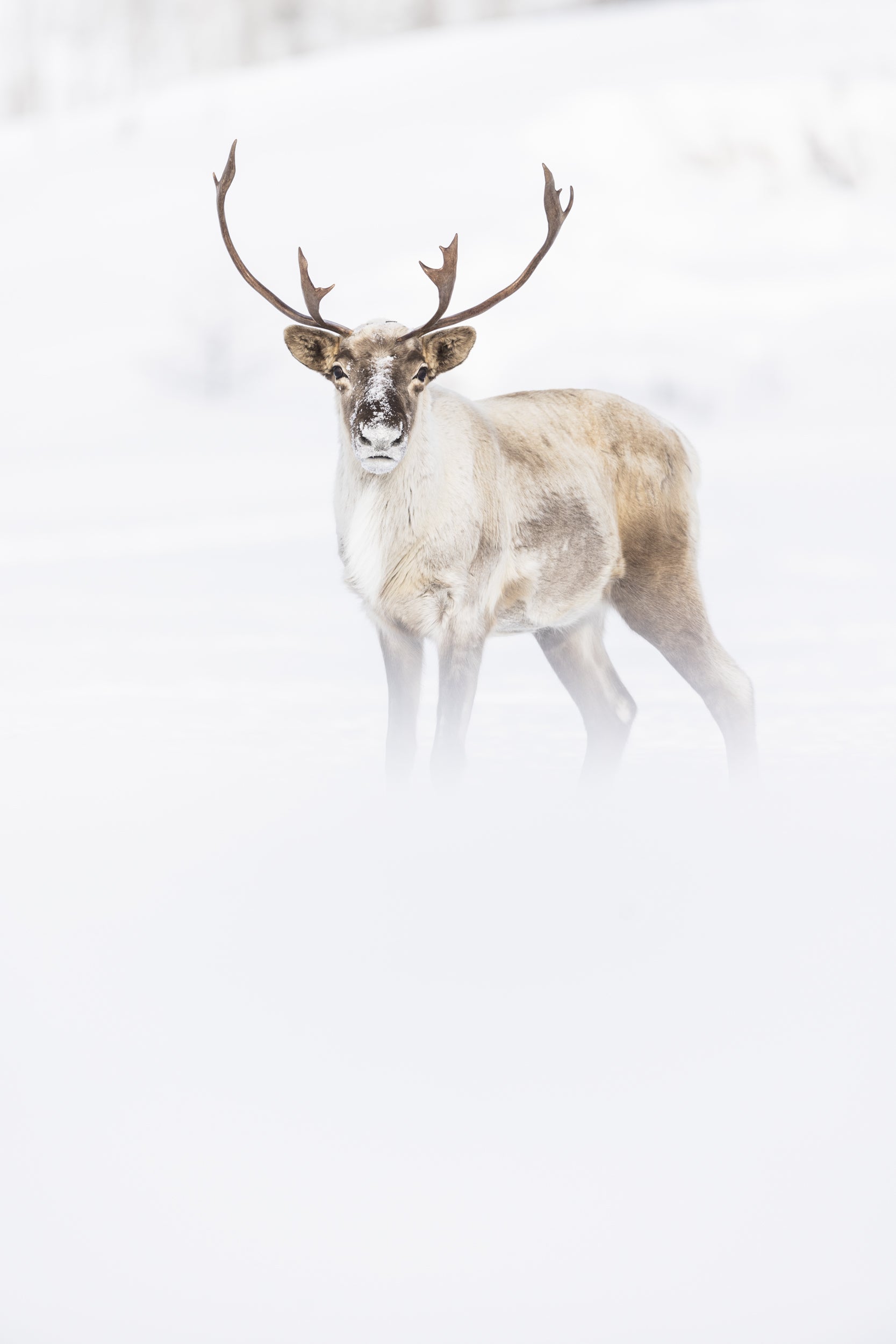 Migratory Caribou - Winter 071