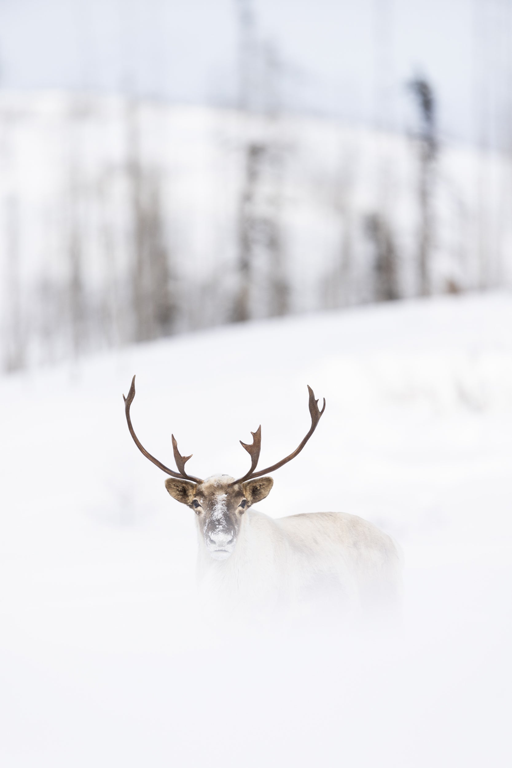 Migratory Caribou - Winter 073