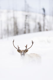 Migratory Caribou - Winter 073