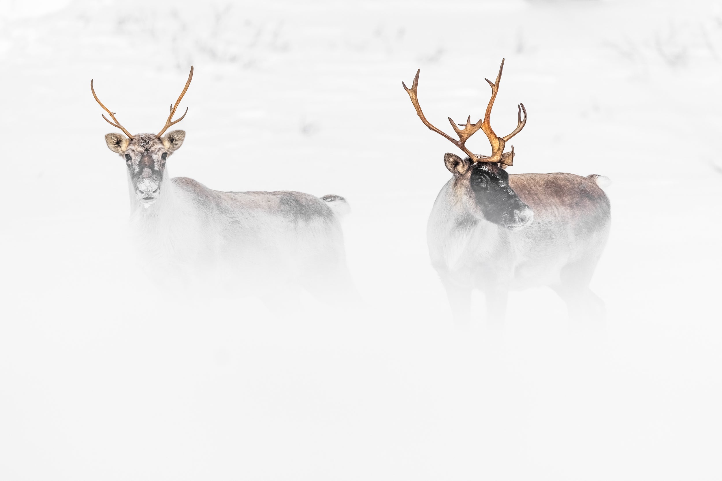 Caribou Tundra 75