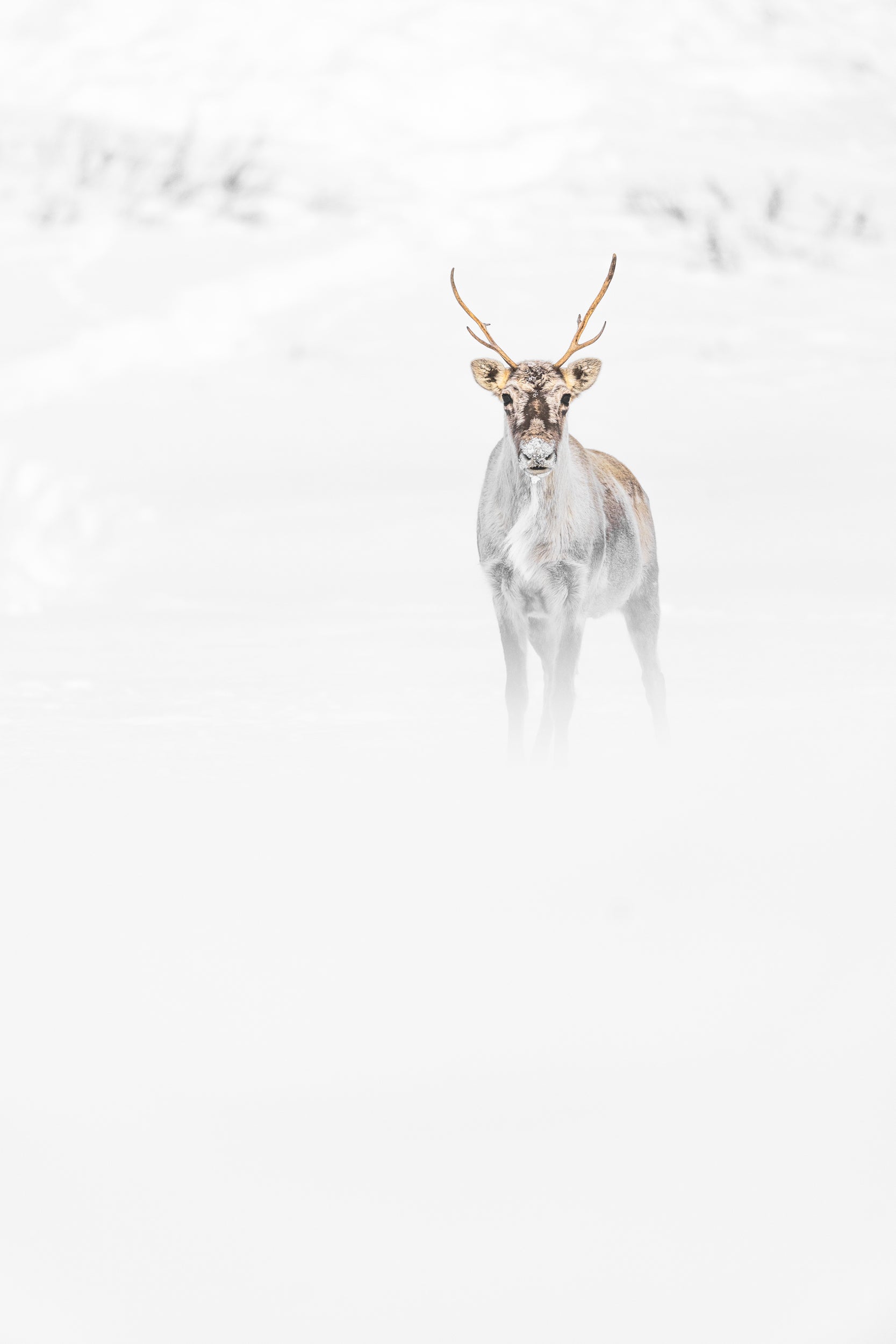Migratory Caribou - Winter 076