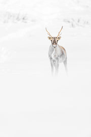 Migratory Caribou - Winter 076