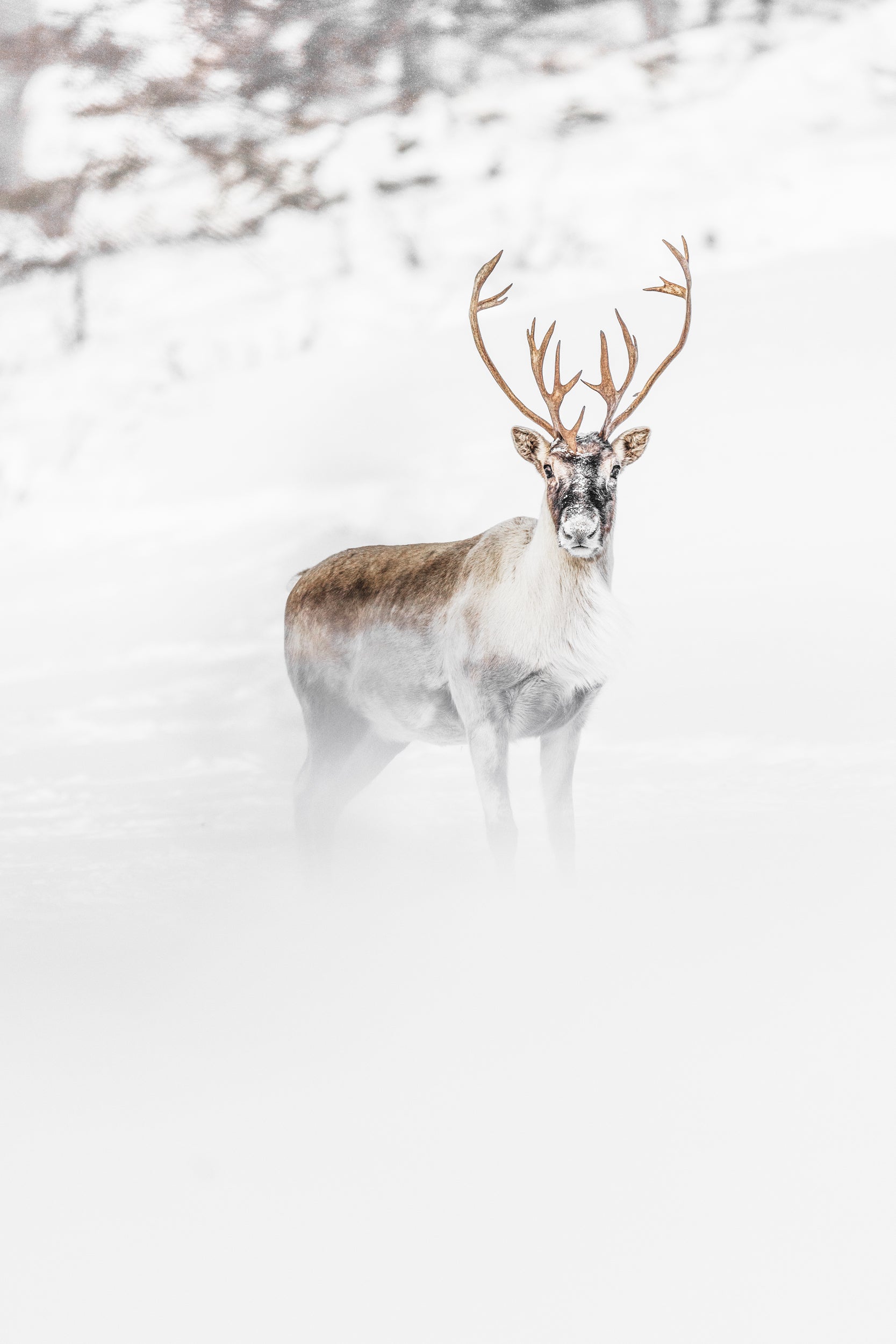 Migratory Caribou - Winter 077