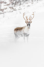 Migratory Caribou - Winter 077
