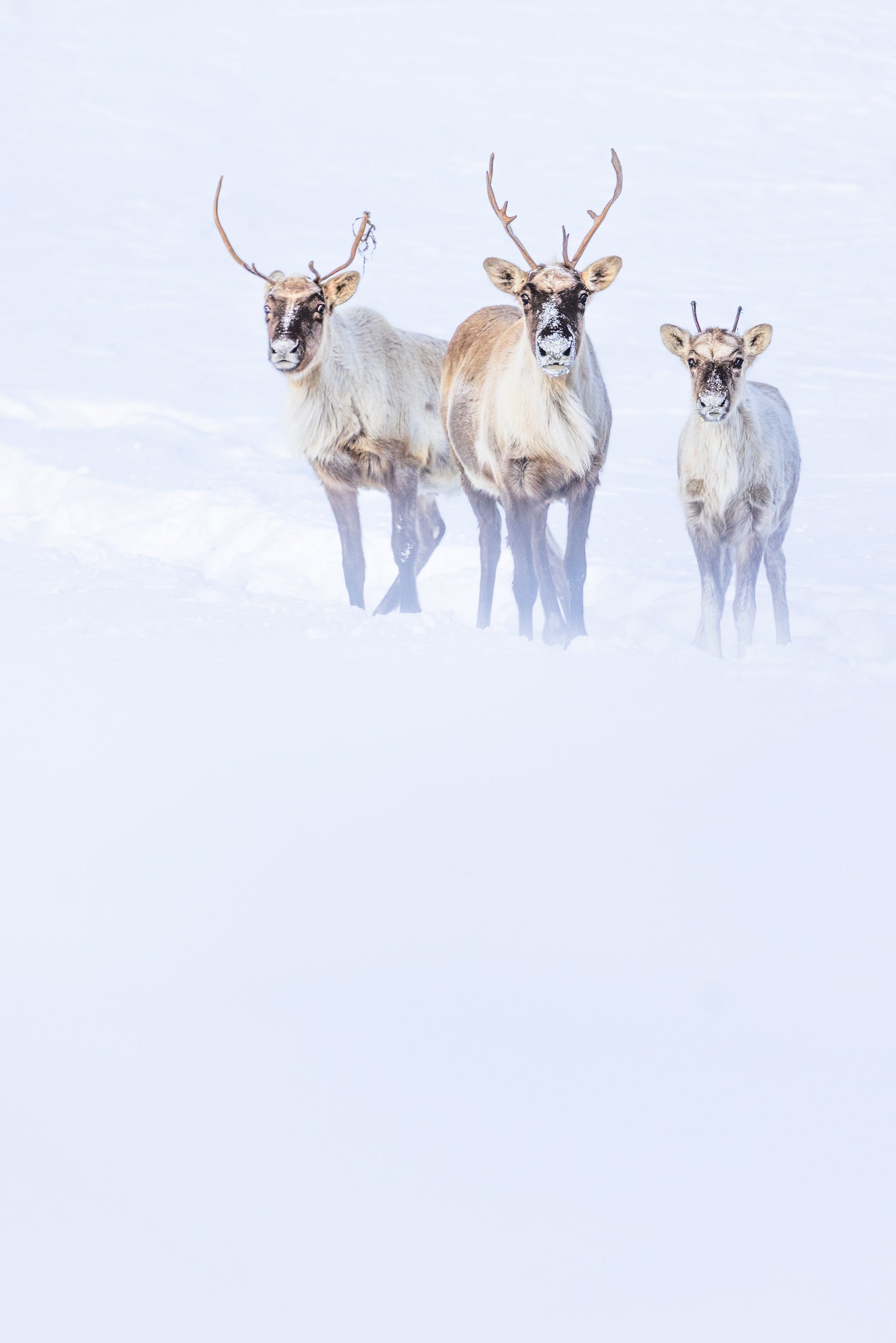 Migratory Caribou - Winter 078