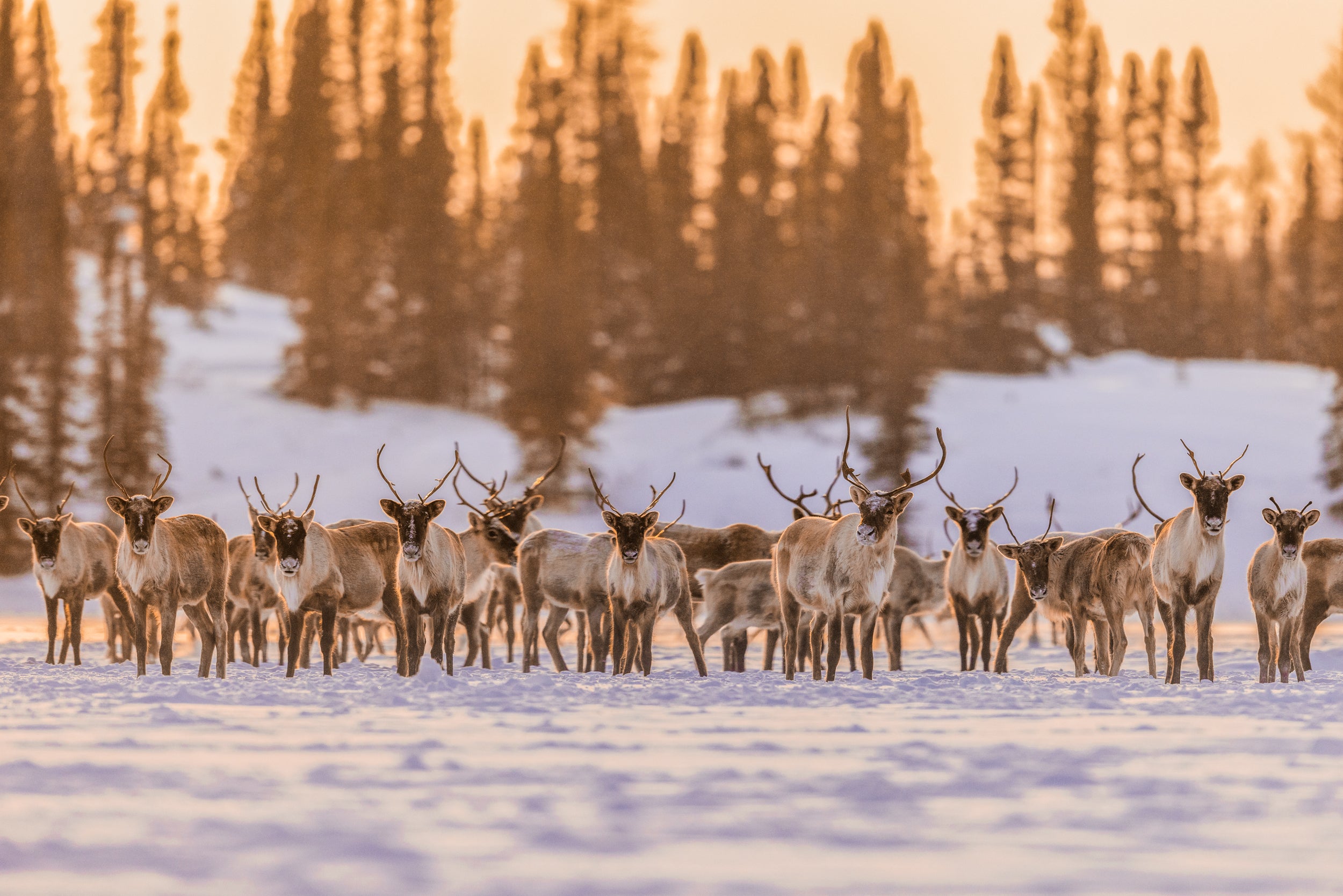 Migratory Caribou - Winter 083