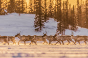 Caribou Tundra 86