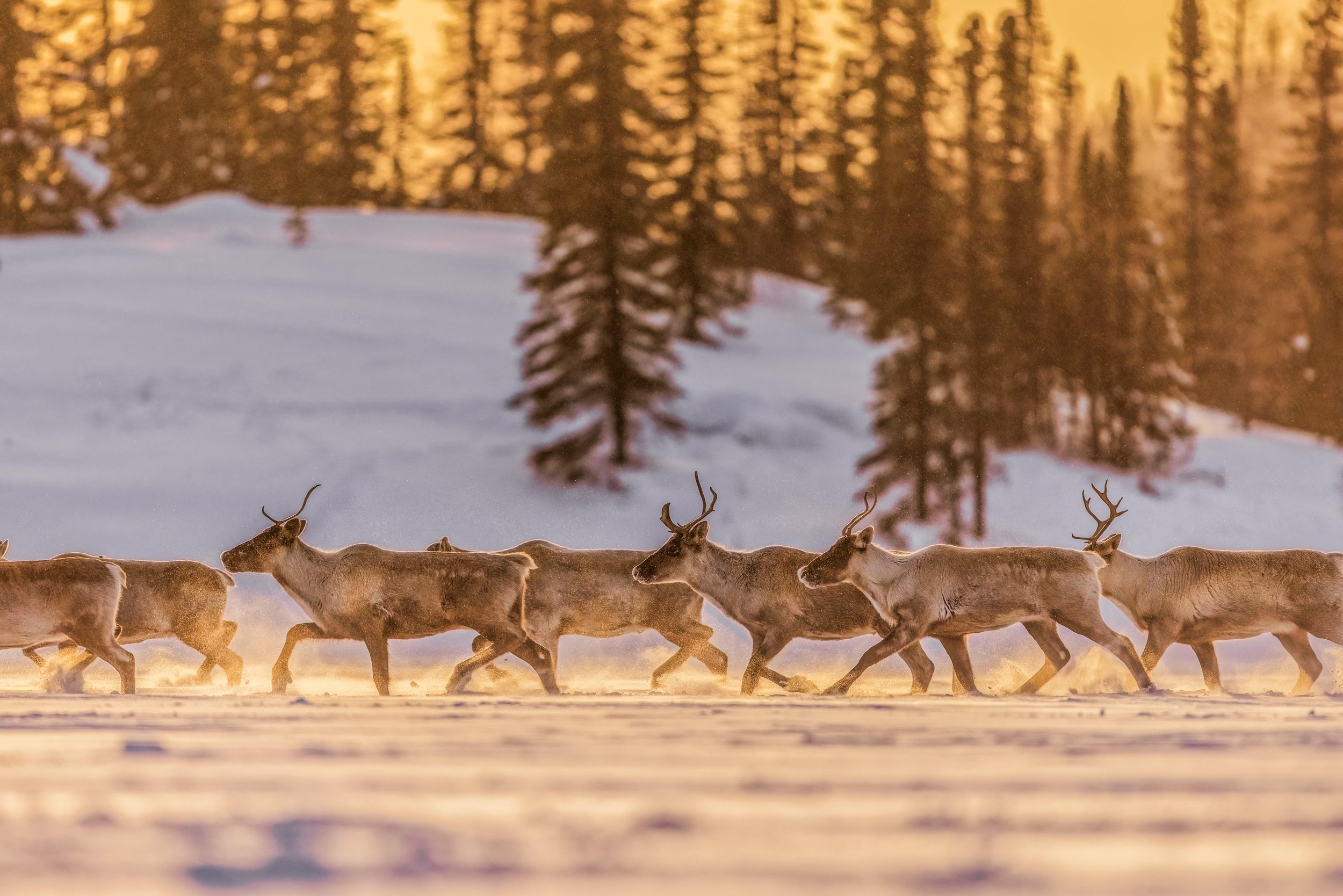 Caribou Tundra 86