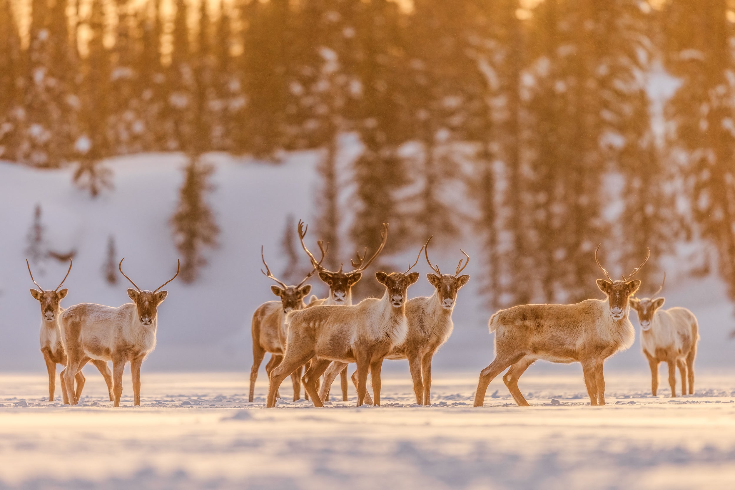 Migratory Caribou - Winter 087