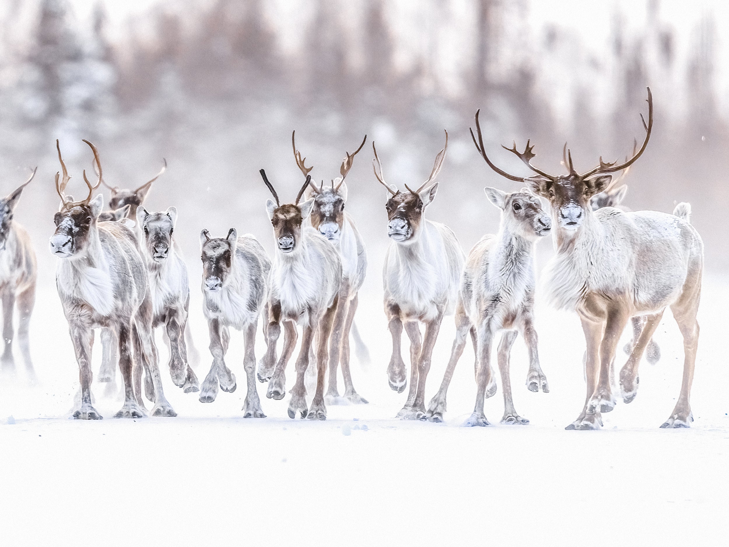 Migratory Caribou - Winter 096