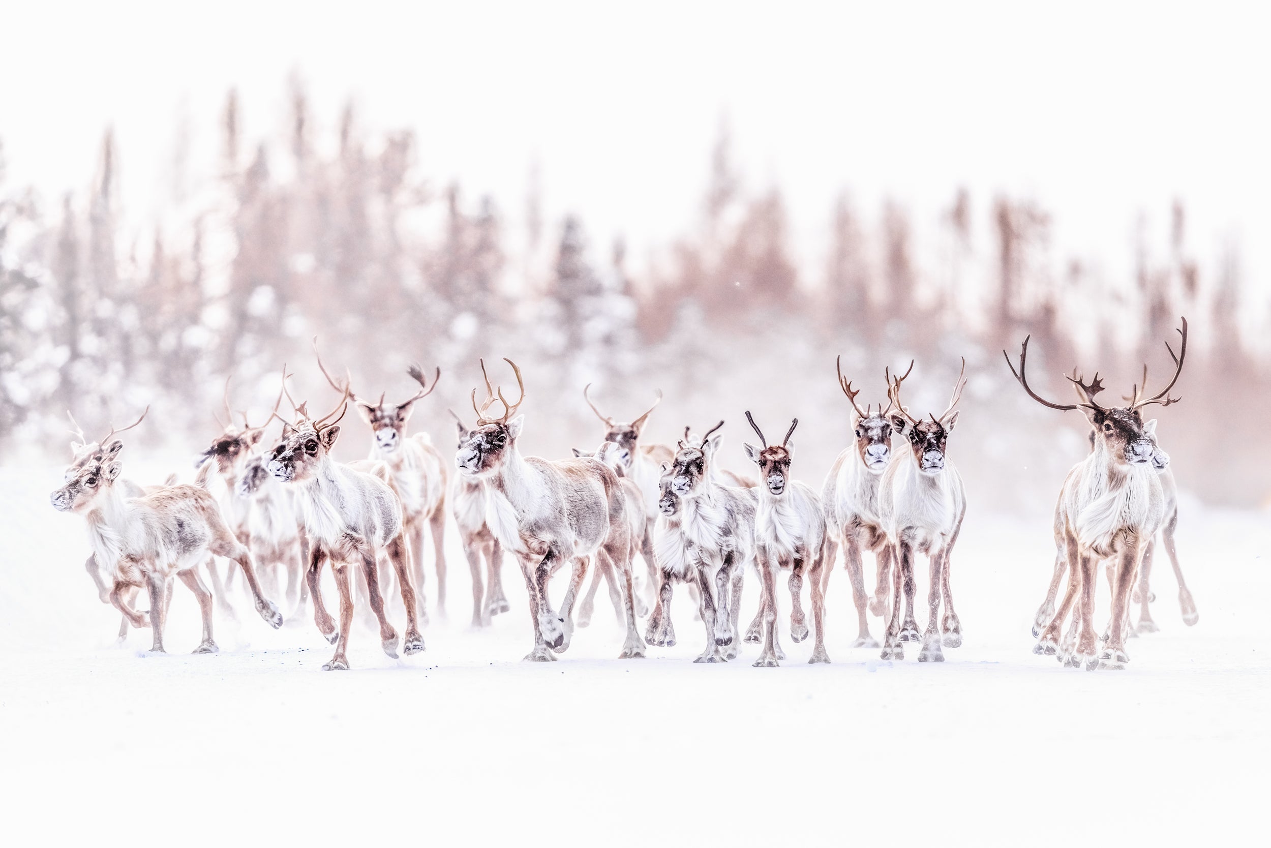 Migratory Caribou - Winter 097