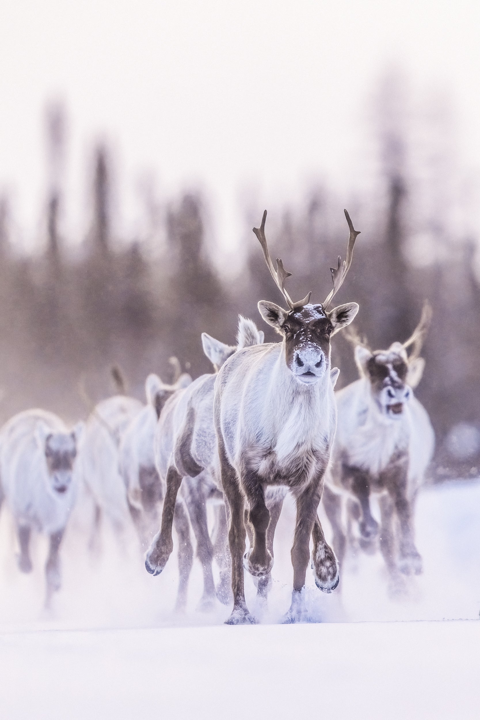 Caribou Tundra 98