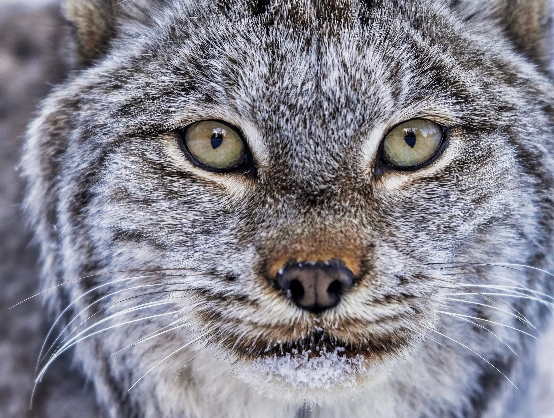 Casse-tête - Lynx I Jean-Simon Bégin - Photographe Animalier et Artiste Peintre