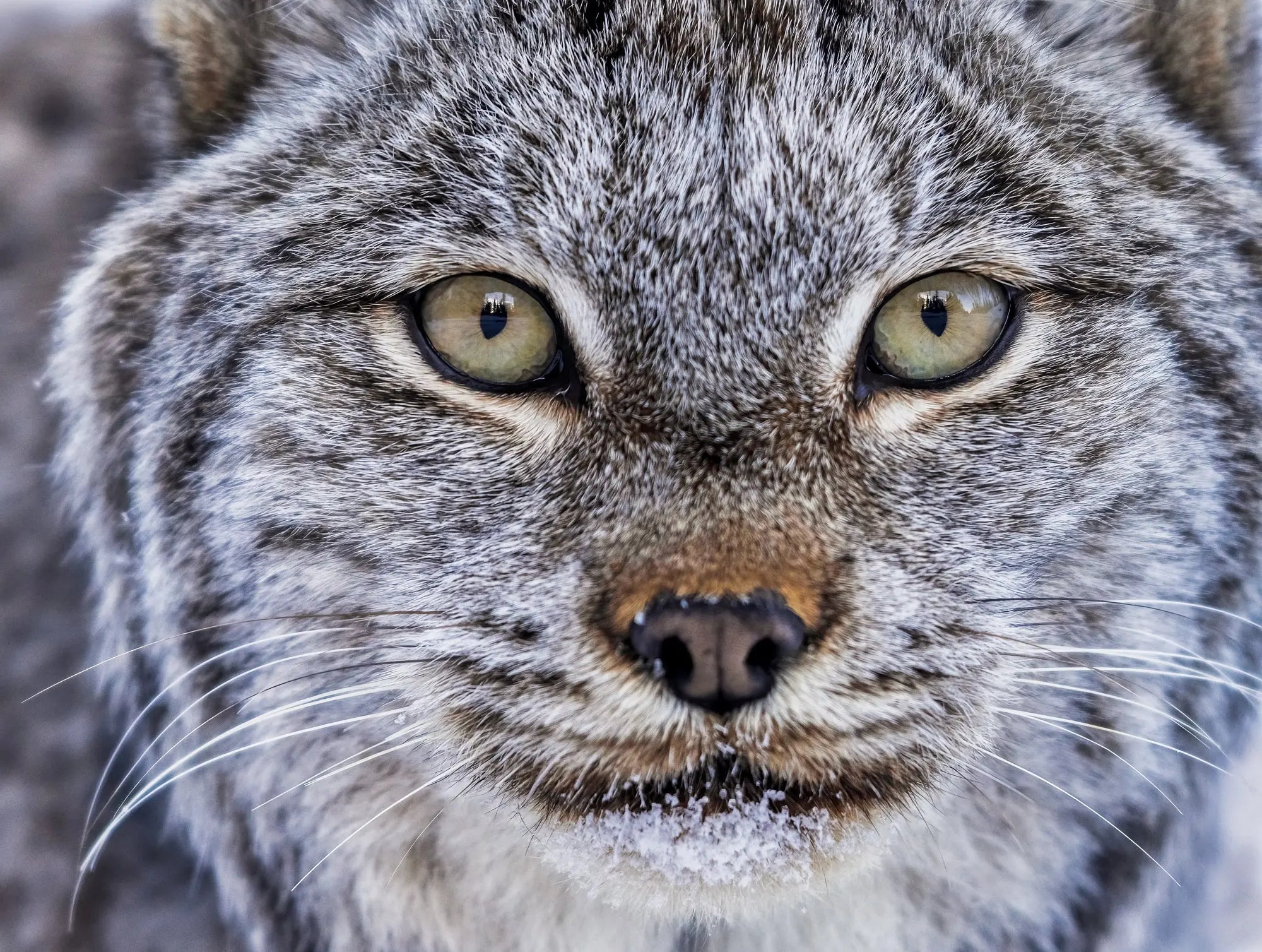 Casse-tête - Lynx I Jean-Simon Bégin - Photographe Animalier et Artiste Peintre