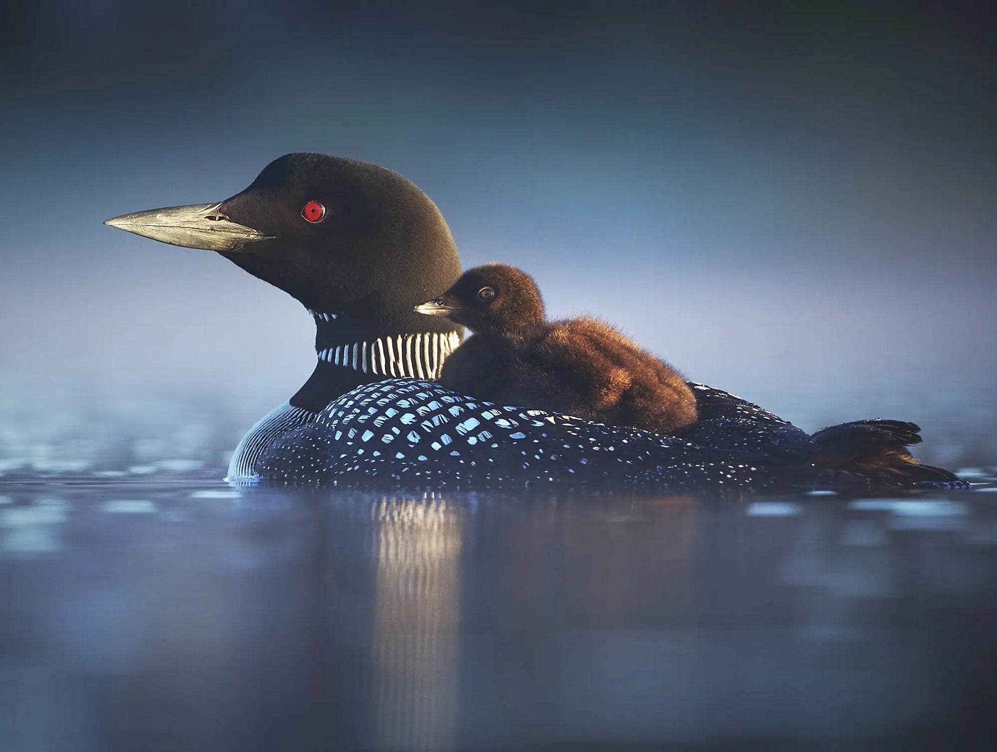 Casse-tête - Huard Jean-Simon Bégin - Photographe Animalier et Artiste Peintre