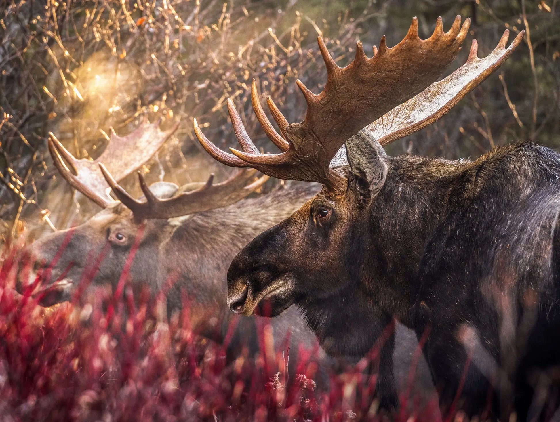Casse-tête - Orignal Jean-Simon Bégin - Photographe Animalier et Artiste Peintre