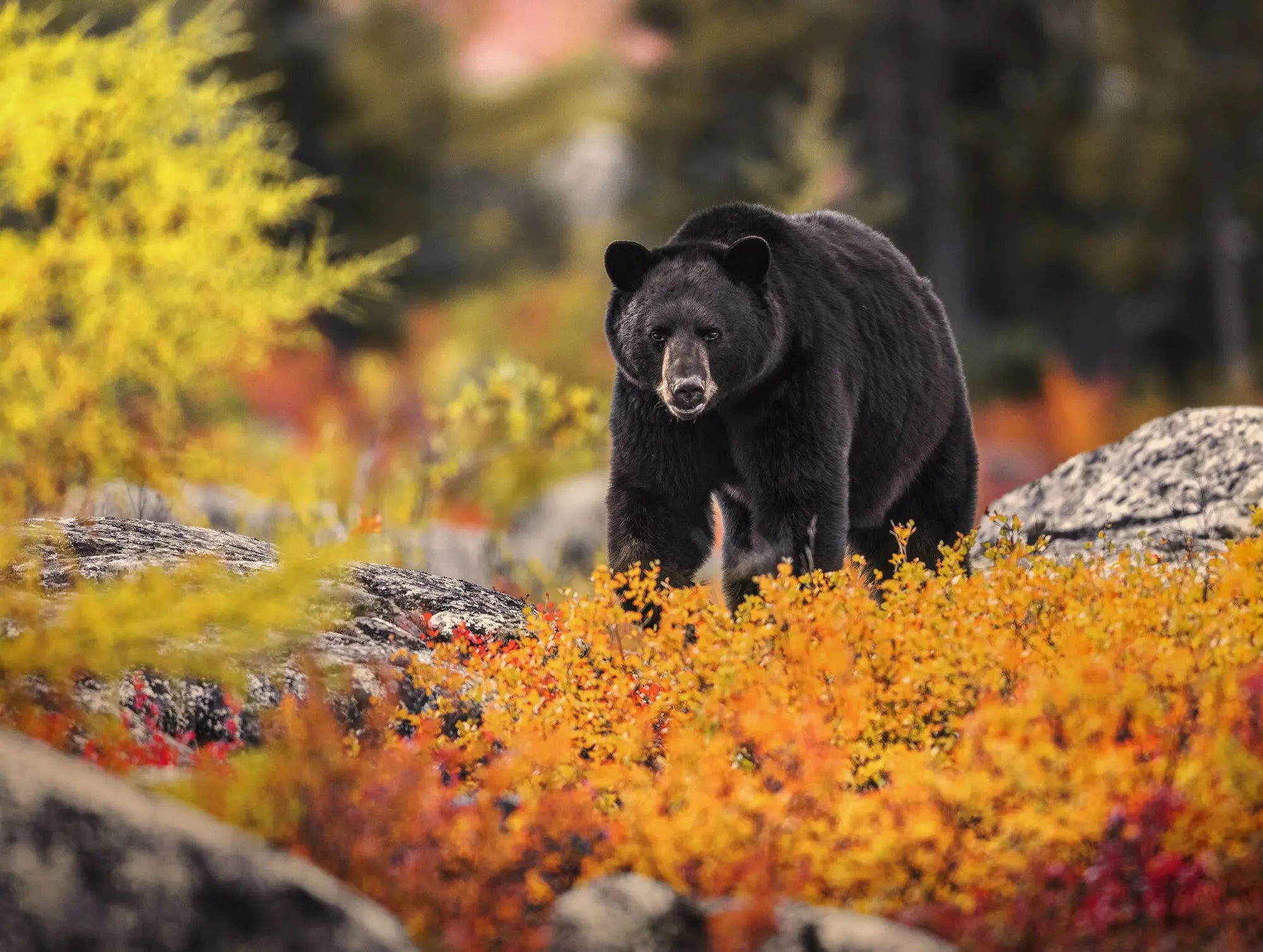Casse-tête - Ours noir Jean-Simon Bégin - Photographe Animalier et Artiste Peintre