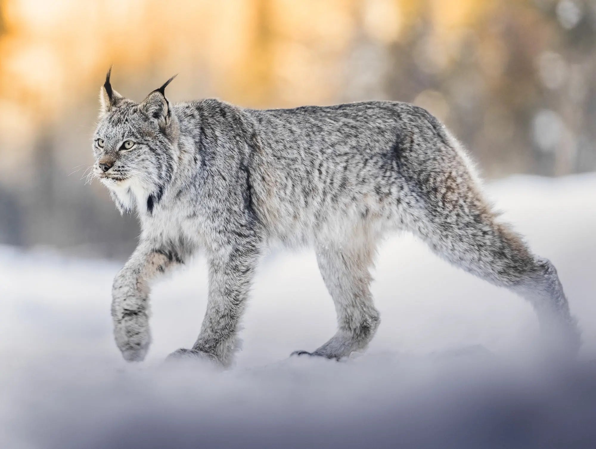 Casse-tête - Lynx II Jean-Simon Bégin - Photographe Animalier et Artiste Peintre