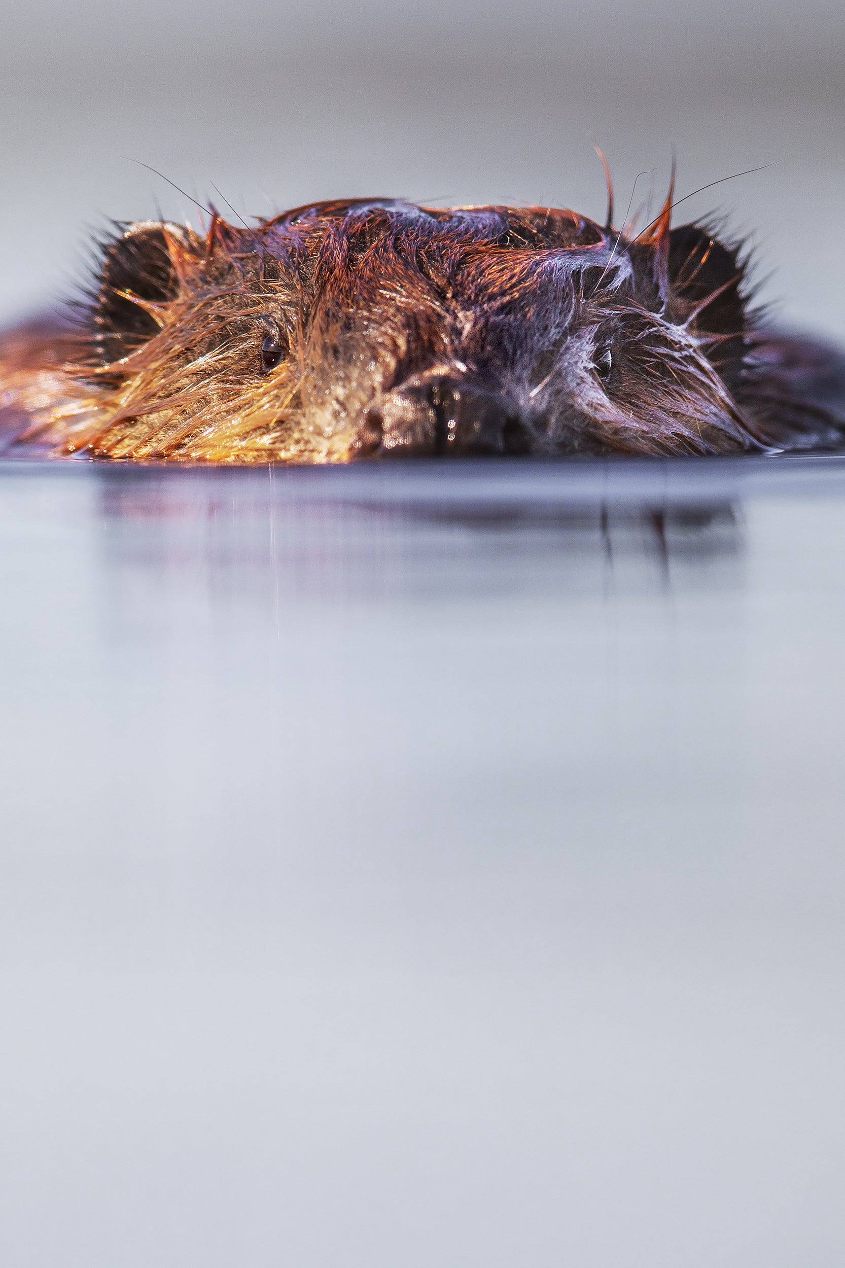 American Beaver 002