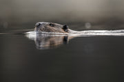 American Beaver 003