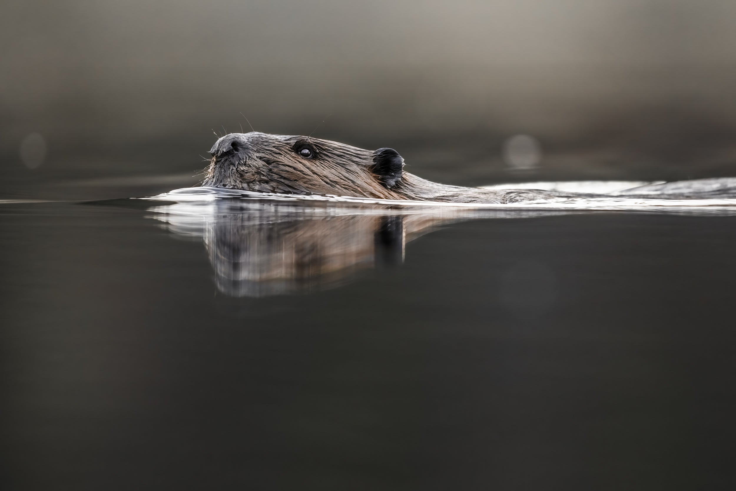 American Beaver 003