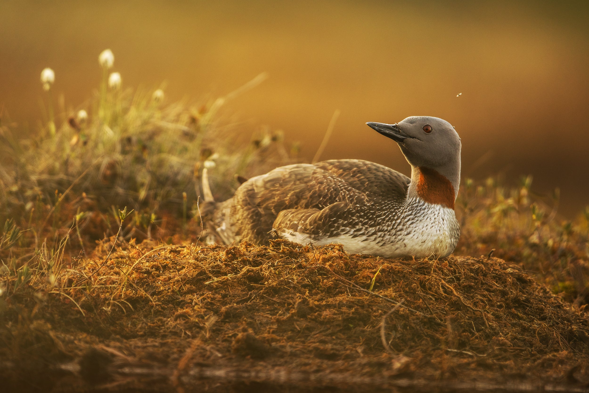 Red-throated diver 001