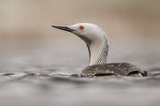 Red-throated diver 002