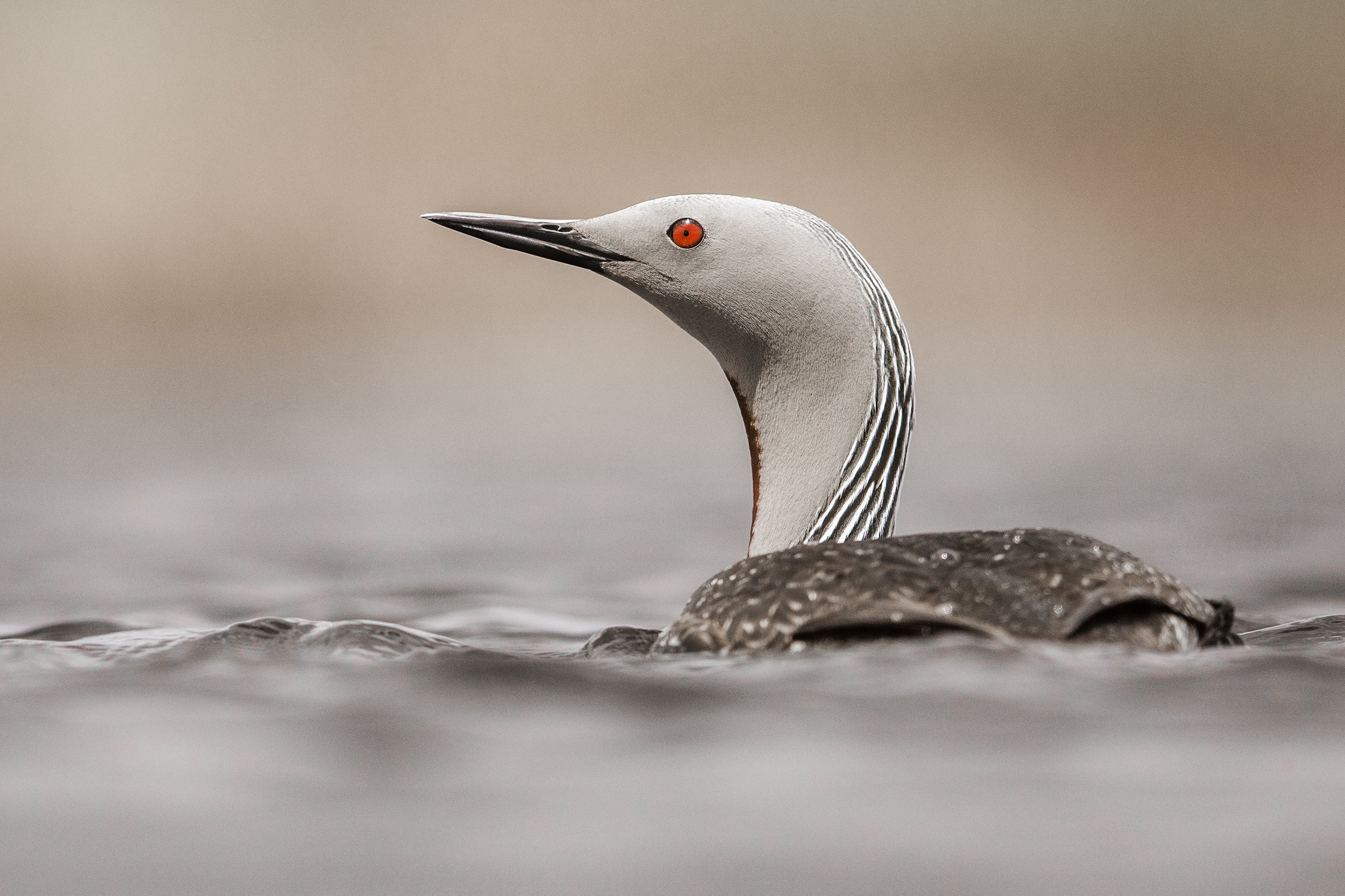 Red-throated diver 002