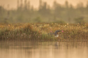 Red-throated diver 003