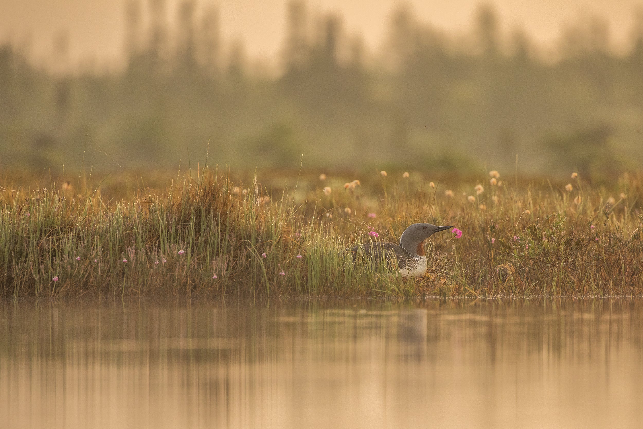 Red-throated diver 003