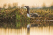 Red-throated diver 005