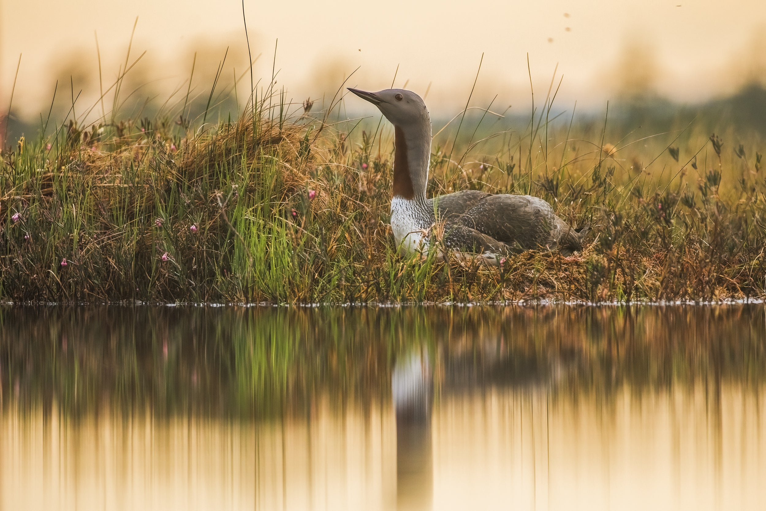 Red-throated diver 005