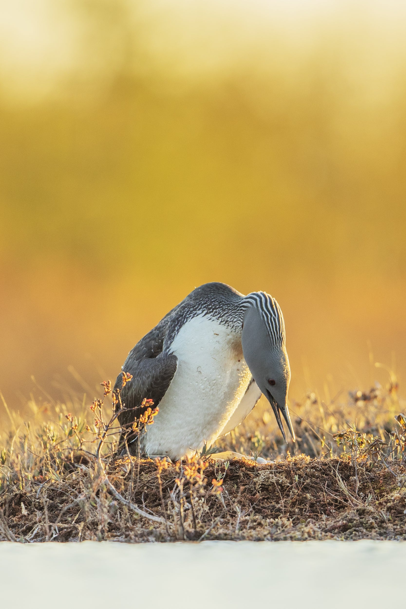Red-throated diver 006