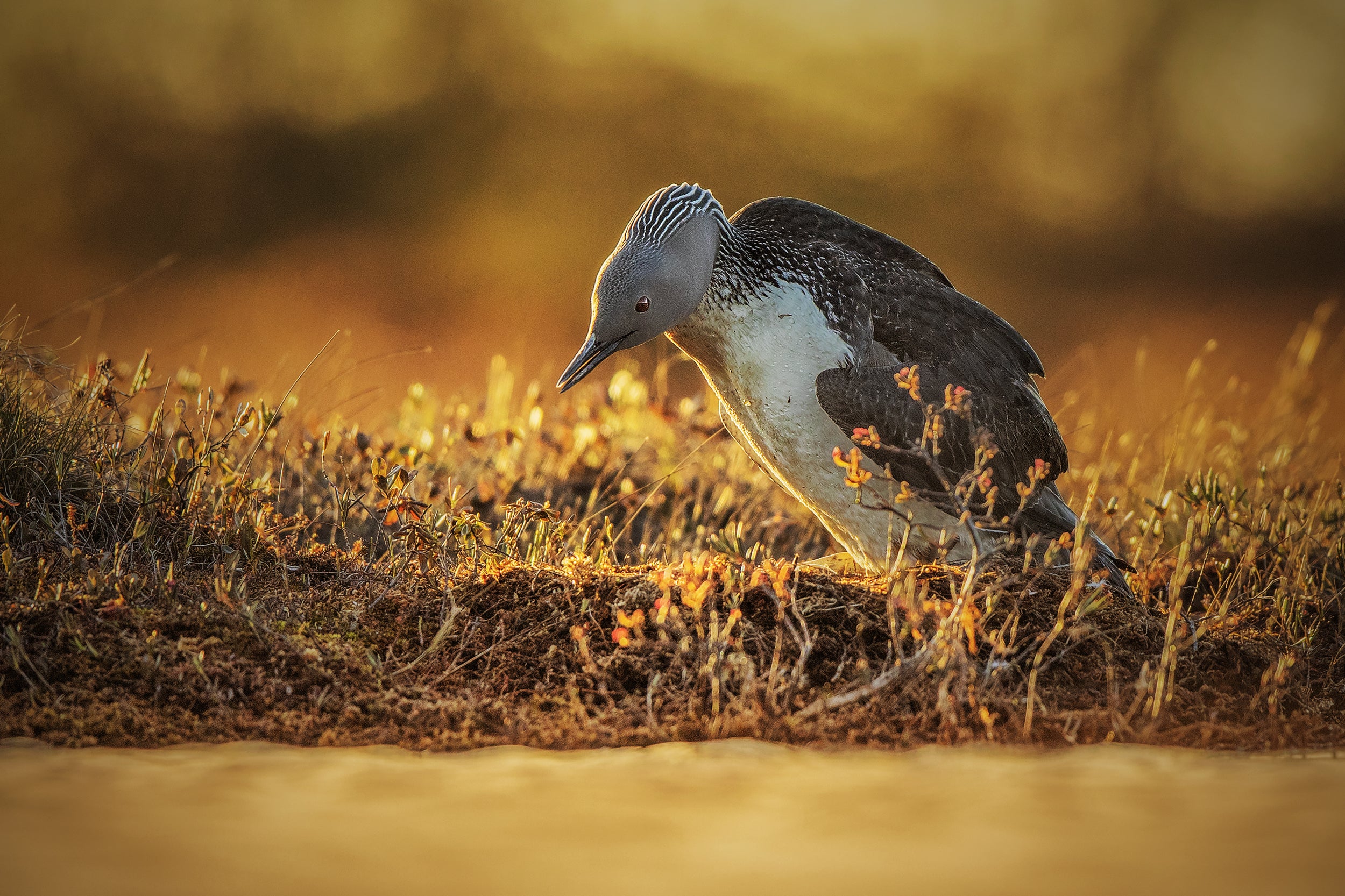 Red-throated diver 007