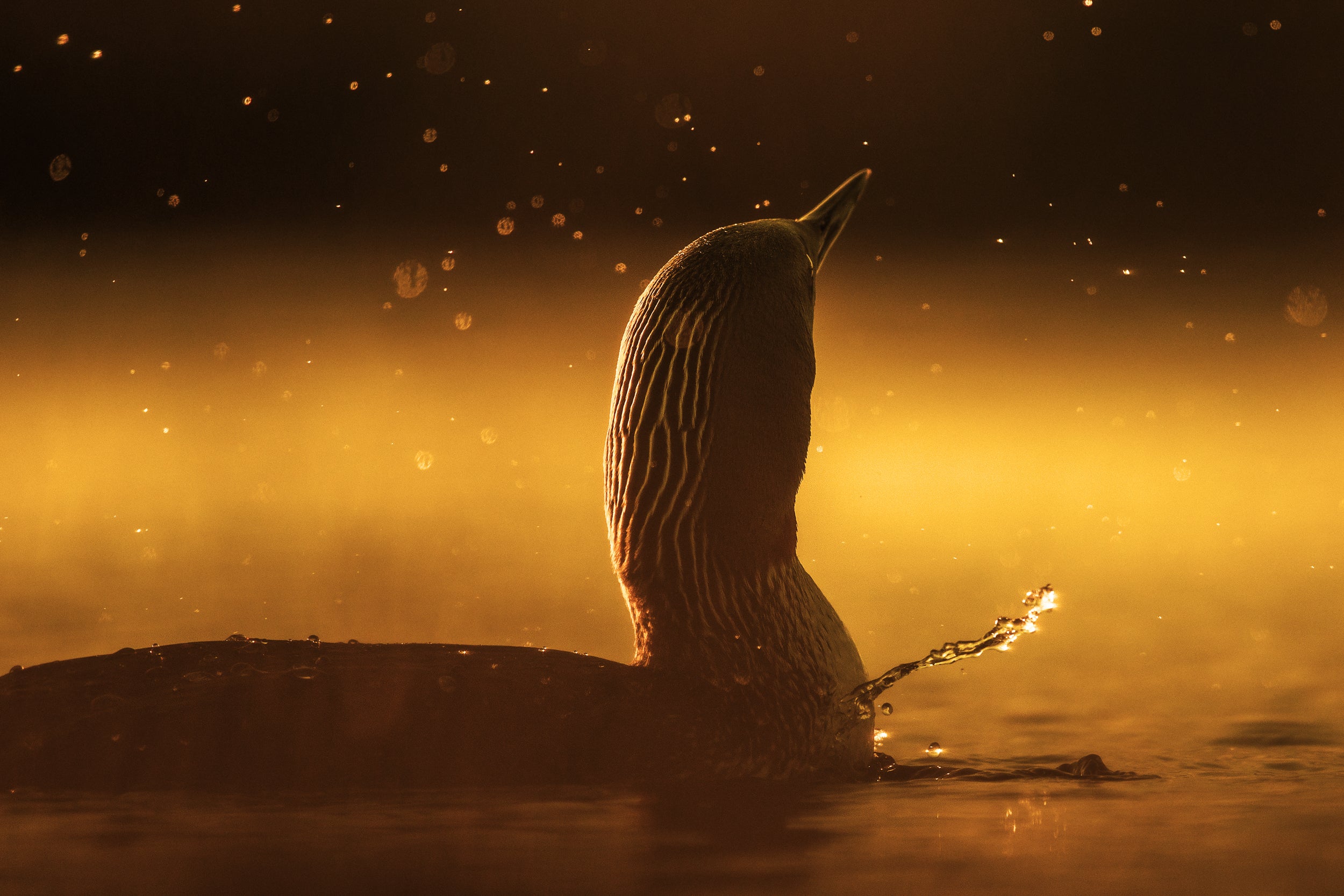 Red-throated diver 008