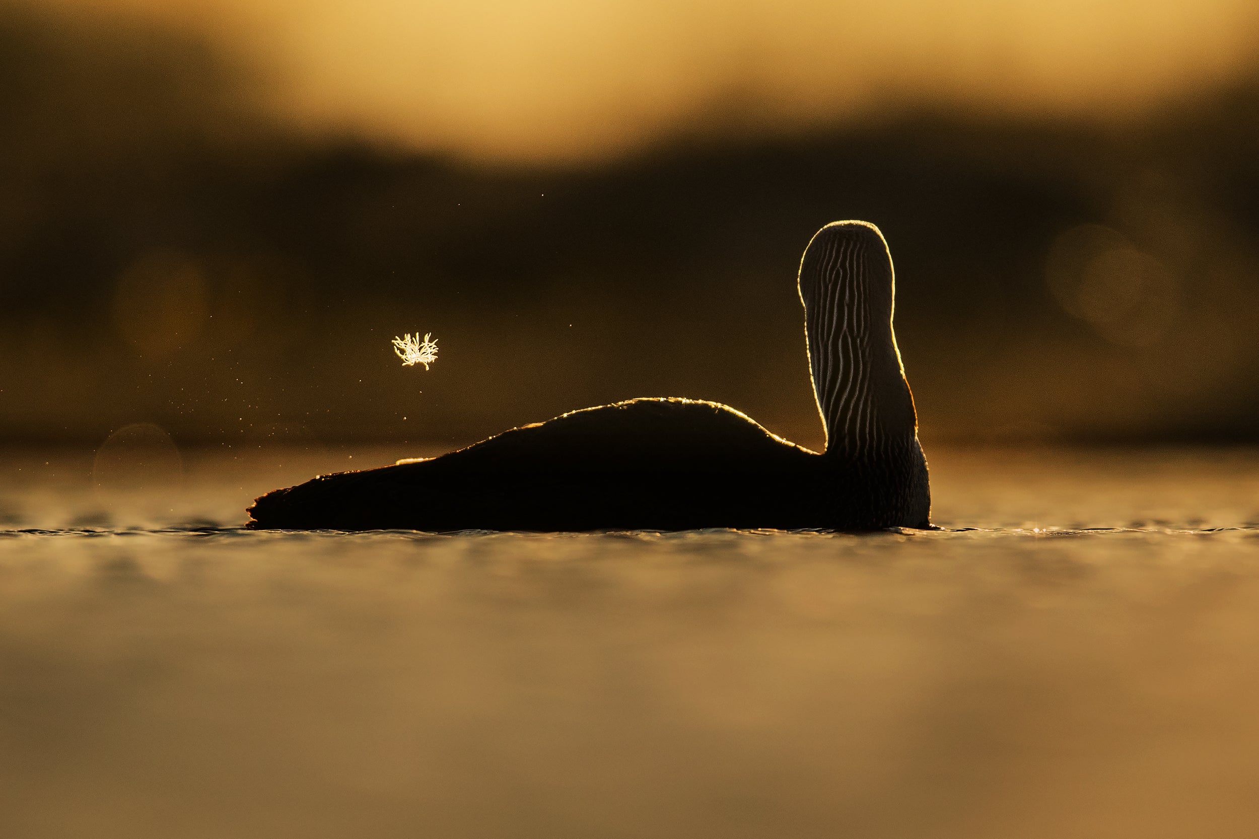 Red-throated diver 009