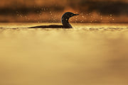 Red-throated diver 010